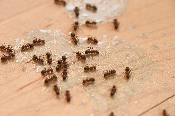 Best Pest Inspection Near Me  in Jacksonwald, PA